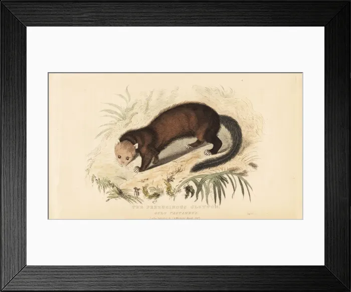 Framed Print : Wolverine, Gulo gulo Framed Print : Wolverine, Gulo gulo