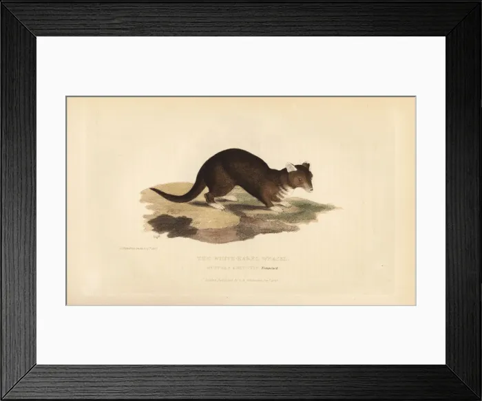 Framed Print : Yellow-throated marten, Martes flavigula Framed Print : Yellow-throated marten, Martes flavigula