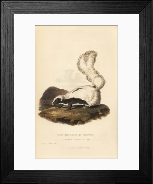Framed Print : Striped skunk, Mephitis mephitis Framed Print : Striped skunk, Mephitis mephitis