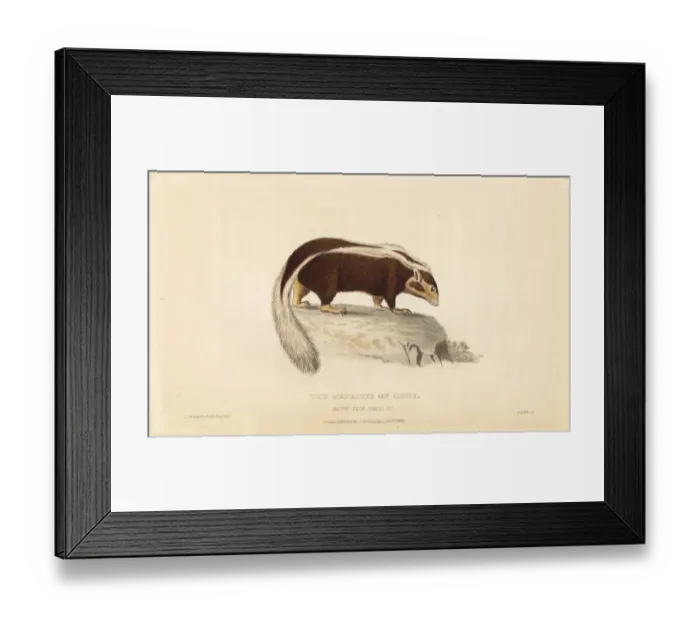 Framed Print : Striped hog-nosed skunk, Conepatus semistriatus Framed Print : Striped hog-nosed skunk, Conepatus semistriatus