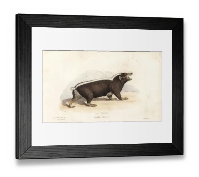 Framed Print : Sunda stink badger, Mydaus javanensis Framed Print : Sunda stink badger, Mydaus javanensis