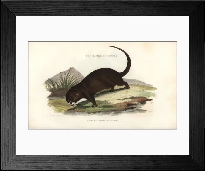 Framed Print : North American river otter, Lontra canadensis Framed Print : North American river otter, Lontra canadensis