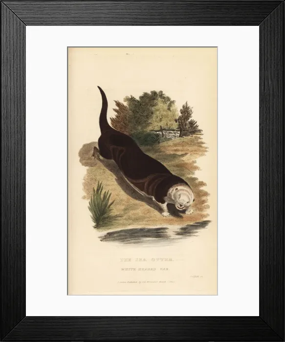 Framed Print : Sea otter, Enhydra lutris. Endangered Framed Print : Sea otter, Enhydra lutris. Endangered