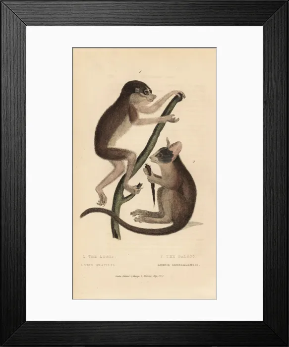 Framed Print : Red slender loris Framed Print : Red slender loris