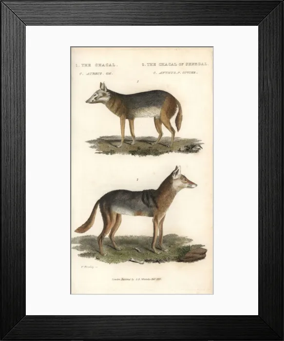 Framed Print : Golden jackal, Canis aureus, and Senegalese Framed Print : Golden jackal, Canis aureus, and Senegalese