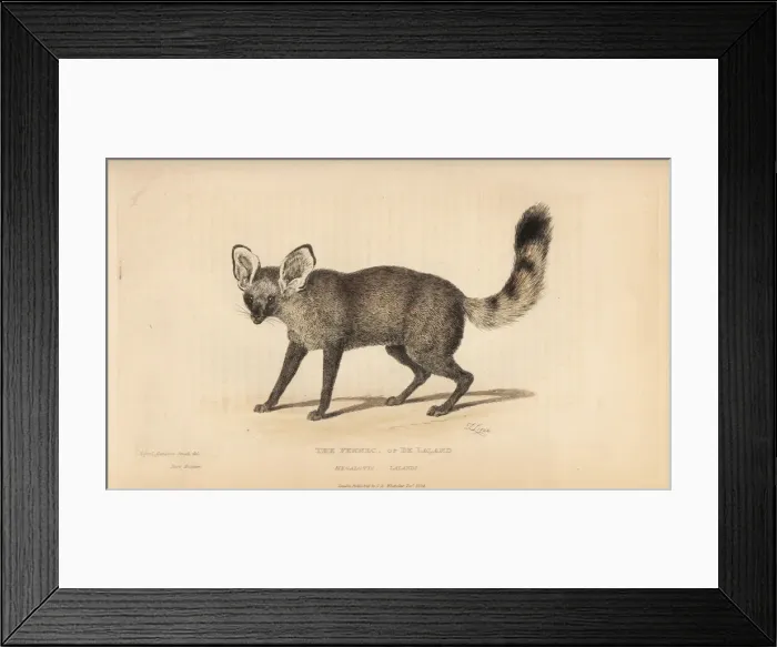 Framed Print : Bat eared fox, Otocyon megalotis lalandi Framed Print : Bat eared fox, Otocyon megalotis lalandi