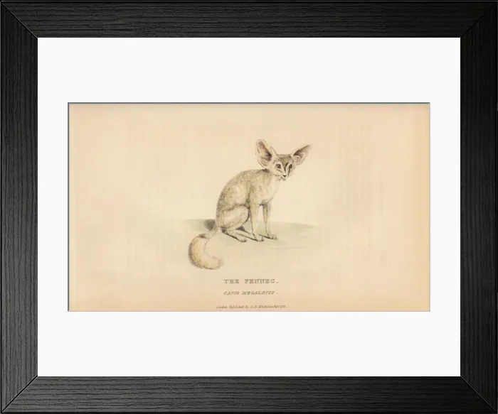 Framed Print : Fennec fox, Vulpes zerda Framed Print : Fennec fox, Vulpes zerda
