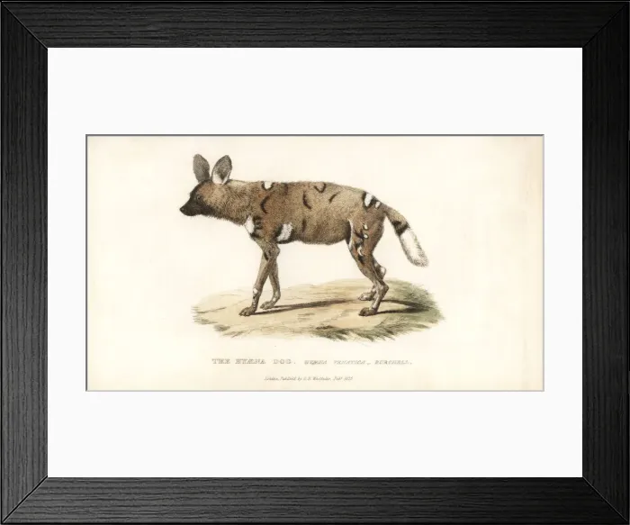 Framed Print : African wild dog, Lycaon pictus. Endangered Framed Print : African wild dog, Lycaon pictus. Endangered