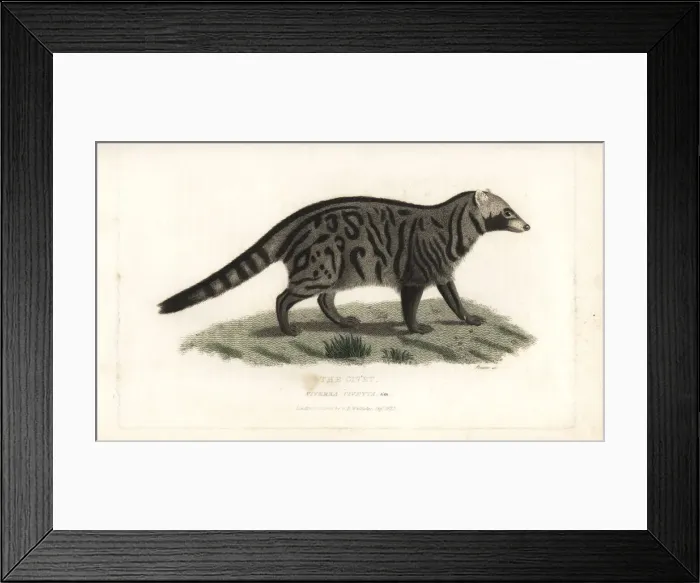 Framed Print : African civet, Civettictis civetta Framed Print : African civet, Civettictis civetta
