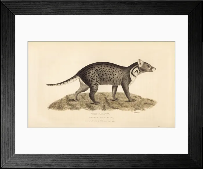 Framed Print : Large Indian civet, Viverra zibetha. Near threatened Framed Print : Large Indian civet, Viverra zibetha. Near threatened