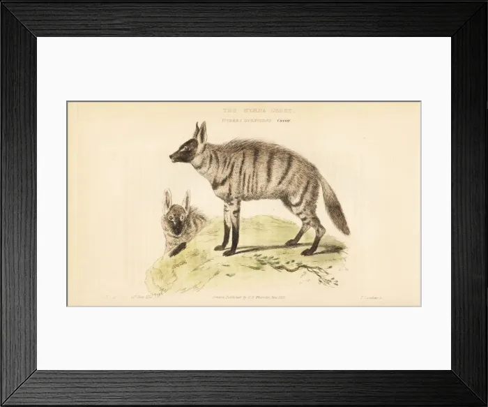 Framed Print : Aardwolf, Proteles cristata Framed Print : Aardwolf, Proteles cristata