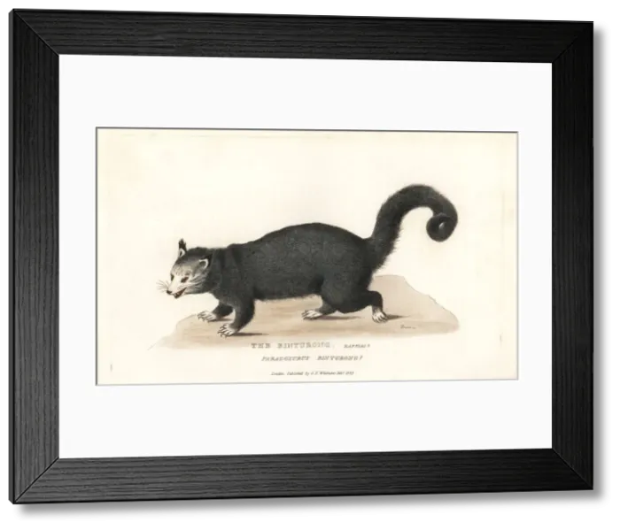 Framed Print : Binturong or bearcat, Arctictis binturong. Vulnerable Framed Print : Binturong or bearcat, Arctictis binturong. Vulnerable