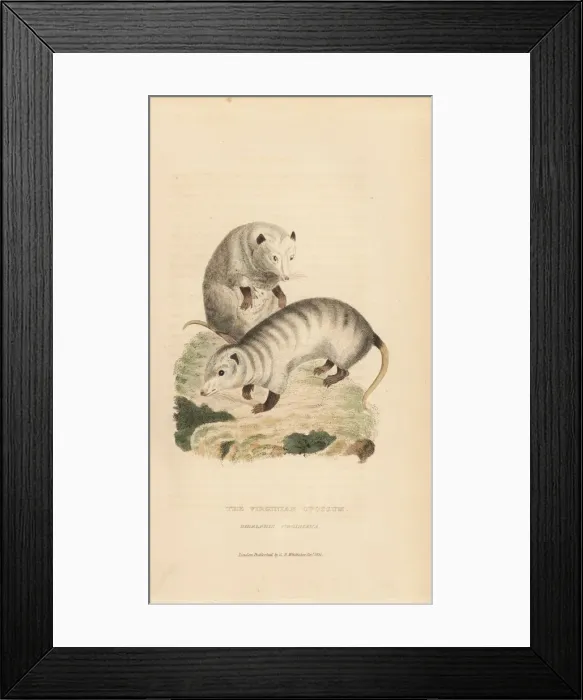 Framed Print : Virginia opossum, Didelphis virginiana Framed Print : Virginia opossum, Didelphis virginiana