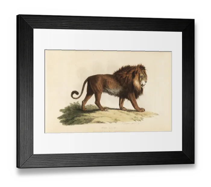 Framed Print : Lion, Panthera leo, male. Vulnerable Framed Print : Lion, Panthera leo, male. Vulnerable