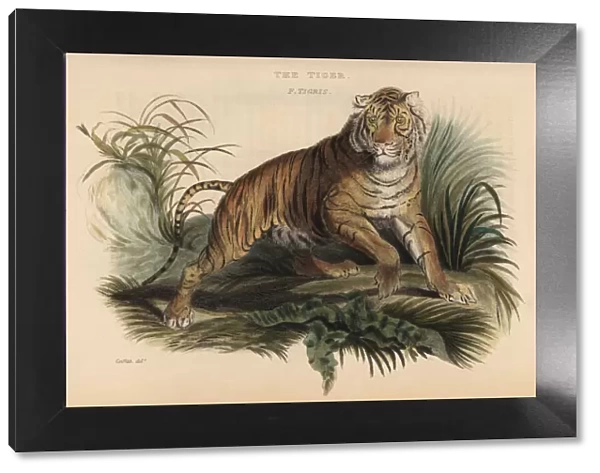 Bengal tiger, Panthera tigris tigris. Endangered