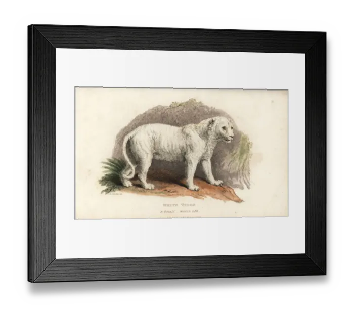 Framed Print : White variant of the Bengal tiger, Panthera tigris tigris Framed Print : White variant of the Bengal tiger, Panthera tigris tigris