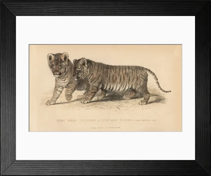 Framed Print : Cubs bred between a lion, Panthera leo Framed Print : Cubs bred between a lion, Panthera leo