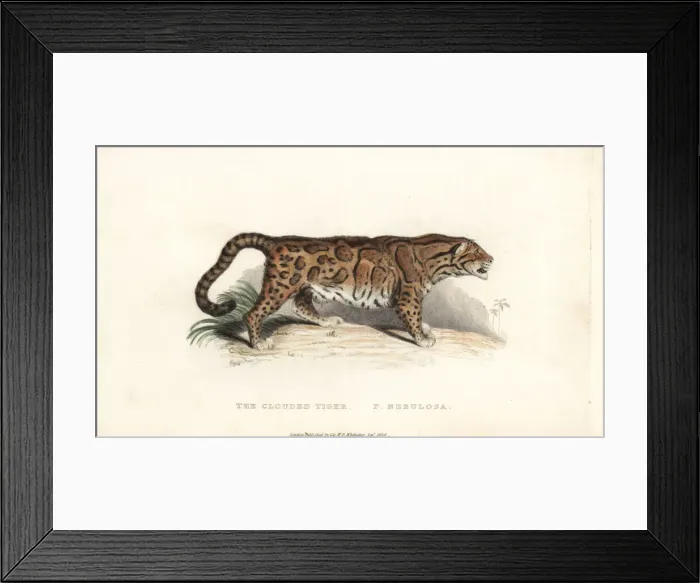 Framed Print : Clouded leopard, Neofelis nebulosa. Vulnerable Framed Print : Clouded leopard, Neofelis nebulosa. Vulnerable