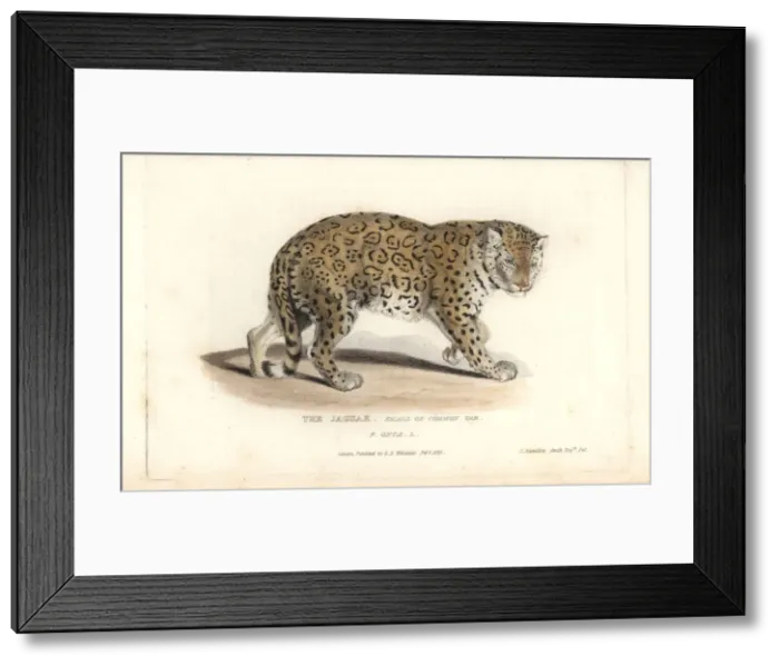 Framed Print : Jaguar, Panthera onca. Near threatened Framed Print : Jaguar, Panthera onca. Near threatened