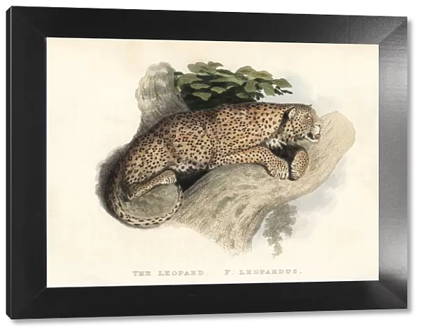Leopard, Panthera pardus. Near threatened