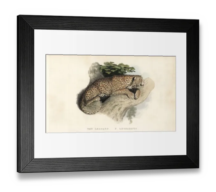 Framed Print : Leopard, Panthera pardus. Near threatened Framed Print : Leopard, Panthera pardus. Near threatened