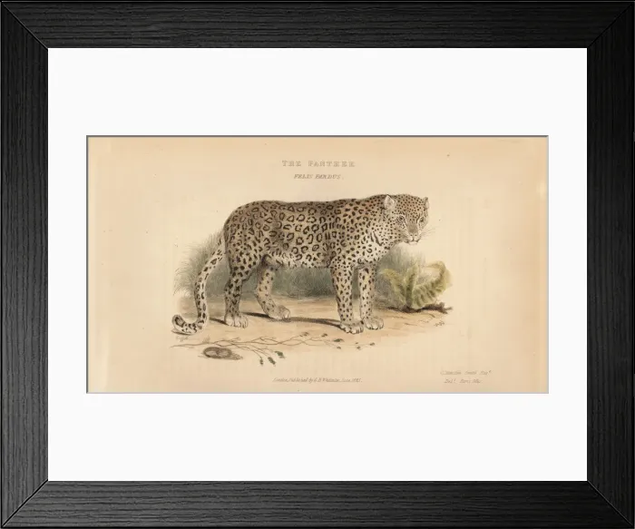Framed Print : Leopard, Panthera pardus. Near threatened Framed Print : Leopard, Panthera pardus. Near threatened