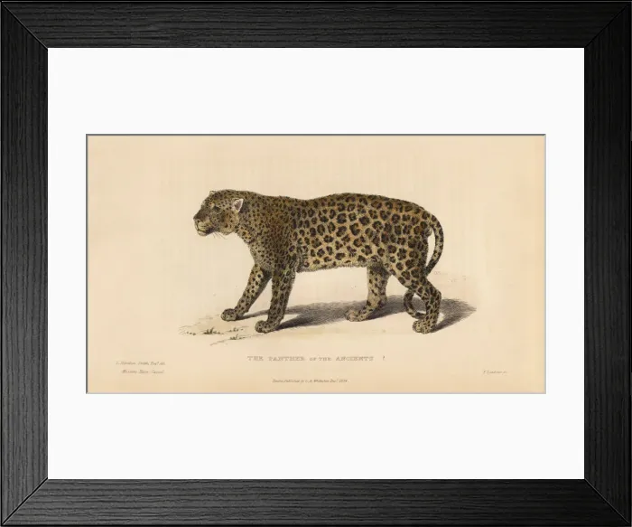 Framed Print : Panther of the Ancients? (Panthera pardus) Framed Print : Panther of the Ancients? (Panthera pardus)