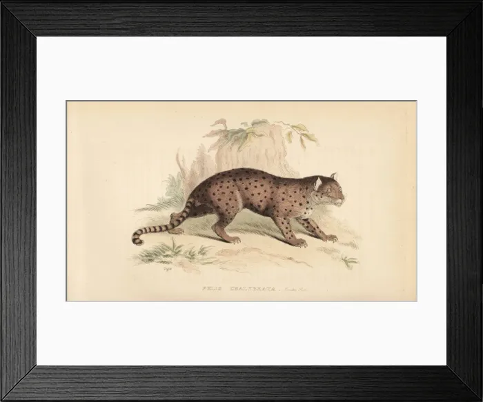 Framed Print : Jaguarundi, Puma yagouaroundi (Felis chalybeata) Framed Print : Jaguarundi, Puma yagouaroundi (Felis chalybeata)