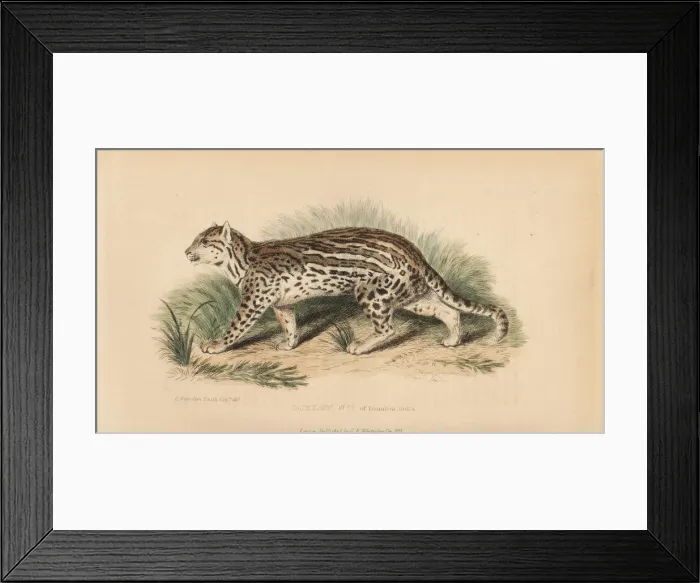 Framed Print : Ocelot, Leopardus pardalis Framed Print : Ocelot, Leopardus pardalis