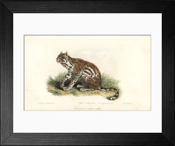 Framed Print : Ocelot, Leopardus pardalis Framed Print : Ocelot, Leopardus pardalis