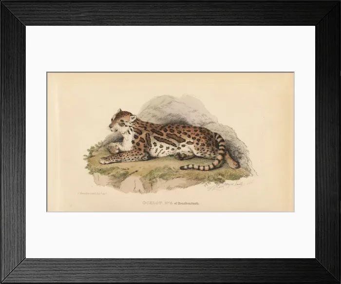 Framed Print : Ocelot, Leopardus pardalis Framed Print : Ocelot, Leopardus pardalis