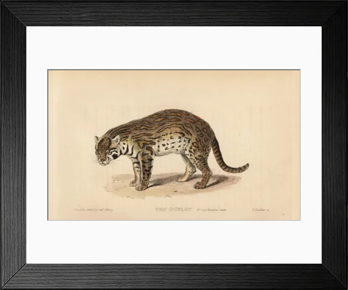 Framed Print : Ocelot, Leopardus pardalis Framed Print : Ocelot, Leopardus pardalis