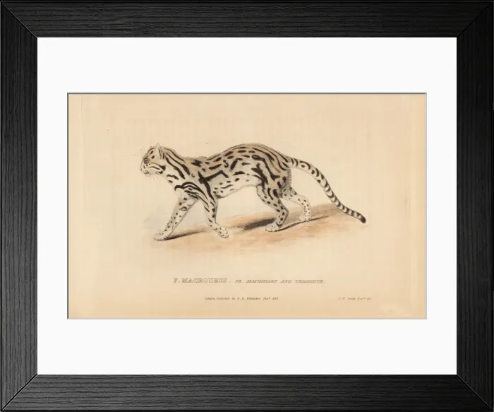 Framed Print : Margay, Leopardus wiedii Framed Print : Margay, Leopardus wiedii