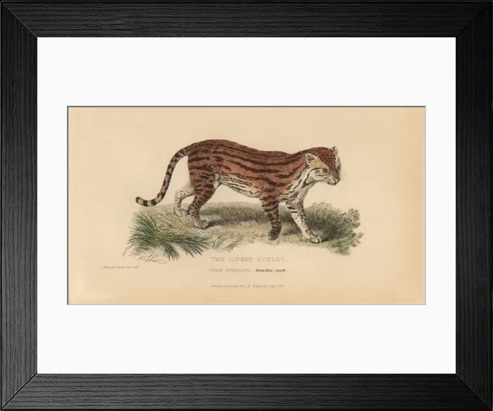 Framed Print : Margay, Leopardus wiedii catenata. Threatened Framed Print : Margay, Leopardus wiedii catenata. Threatened
