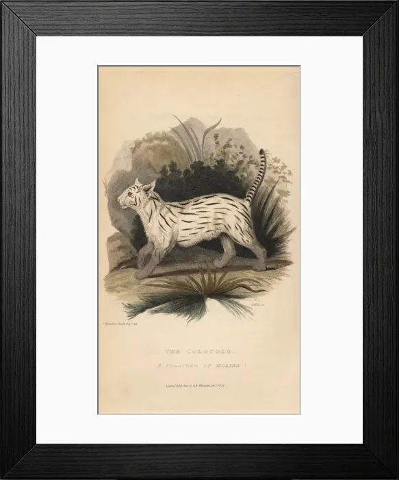 Framed Print : Colocolo, Leopardus colocolo Framed Print : Colocolo, Leopardus colocolo