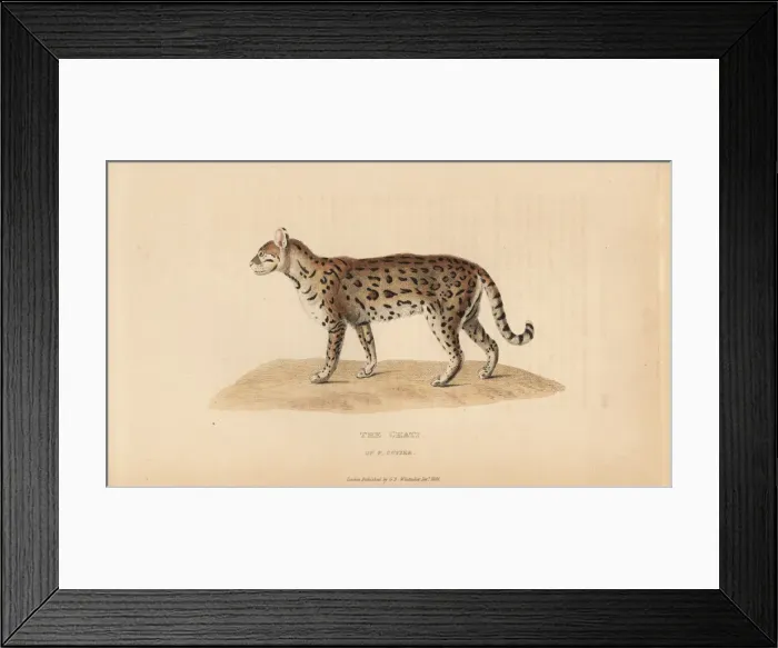 Framed Print : Dwarf leopard, Leopardus pardalis mitis Framed Print : Dwarf leopard, Leopardus pardalis mitis