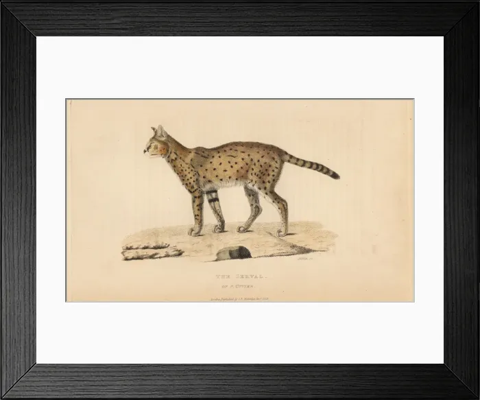 Framed Print : Serval, Leptailurus serval, of Ferdinand Cuvier Framed Print : Serval, Leptailurus serval, of Ferdinand Cuvier