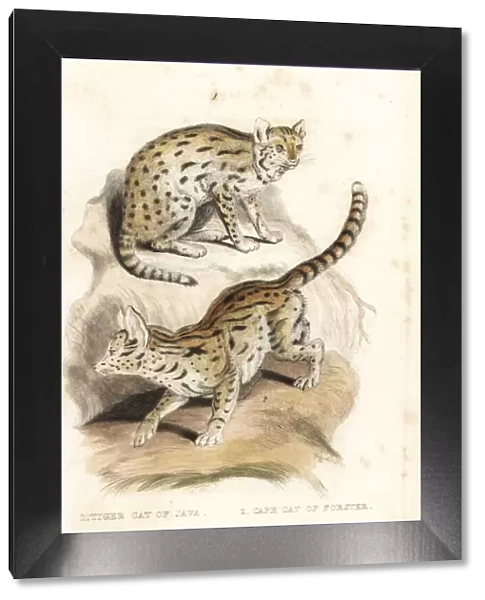 Sunda clouded leopard (vulnerable) and serval