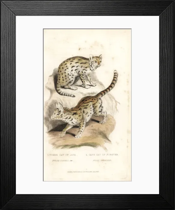 Framed Print : Sunda clouded leopard (vulnerable) and serval Framed Print : Sunda clouded leopard (vulnerable) and serval