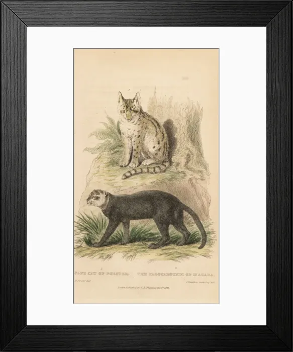 Framed Print : Serval and jaguarundi Framed Print : Serval and jaguarundi
