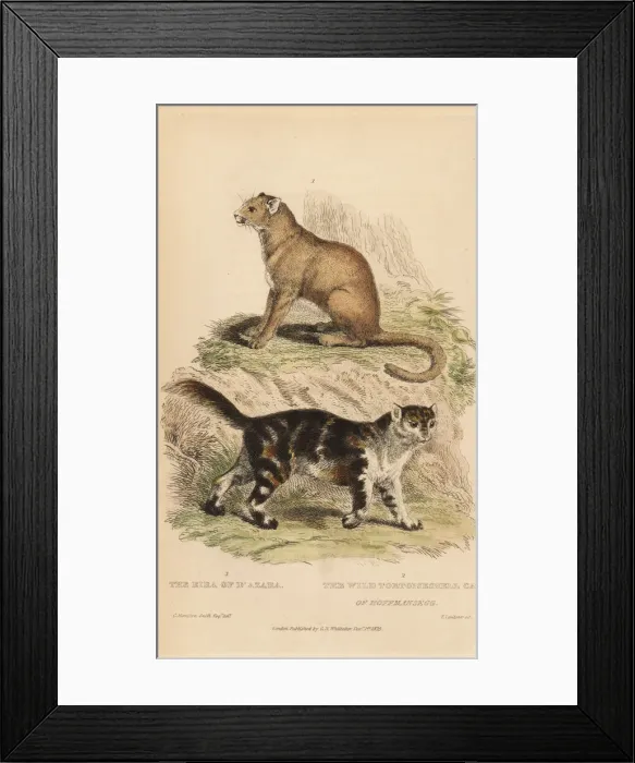 Framed Print : Jaguarundi and wild tortoiseshell cat Framed Print : Jaguarundi and wild tortoiseshell cat