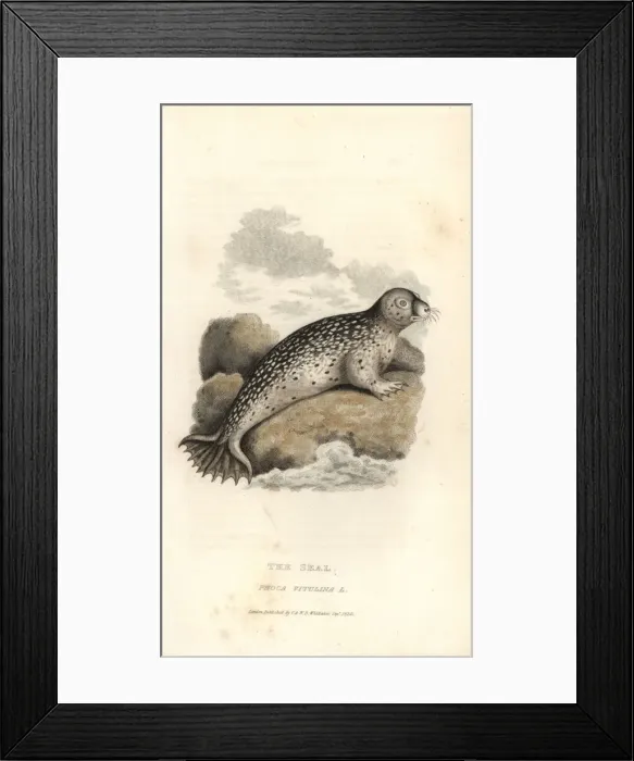Framed Print : Common or harbour seal, Phoca vitulina Framed Print : Common or harbour seal, Phoca vitulina
