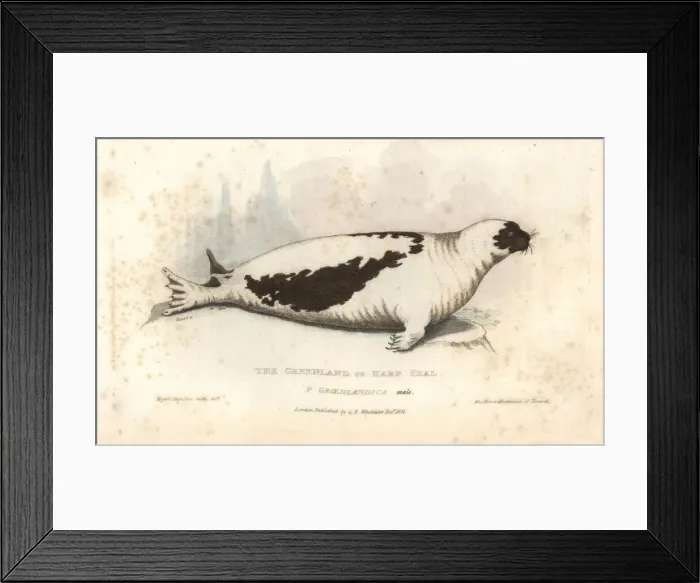 Framed Print : Harp seal, Pagophilus groenlandicus Framed Print : Harp seal, Pagophilus groenlandicus