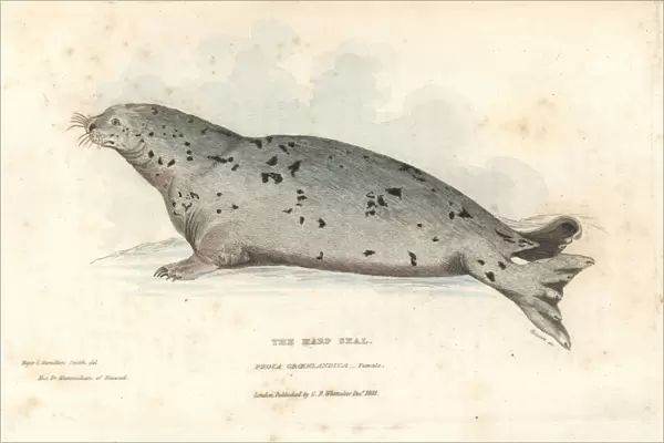 Harp seal, Pagophilus groenlandicus. Female