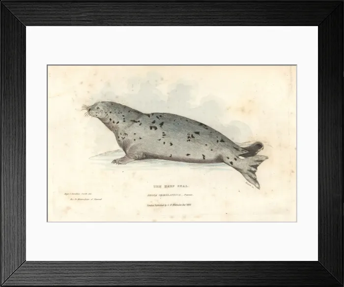 Framed Print : Harp seal, Pagophilus groenlandicus. Female Framed Print : Harp seal, Pagophilus groenlandicus. Female
