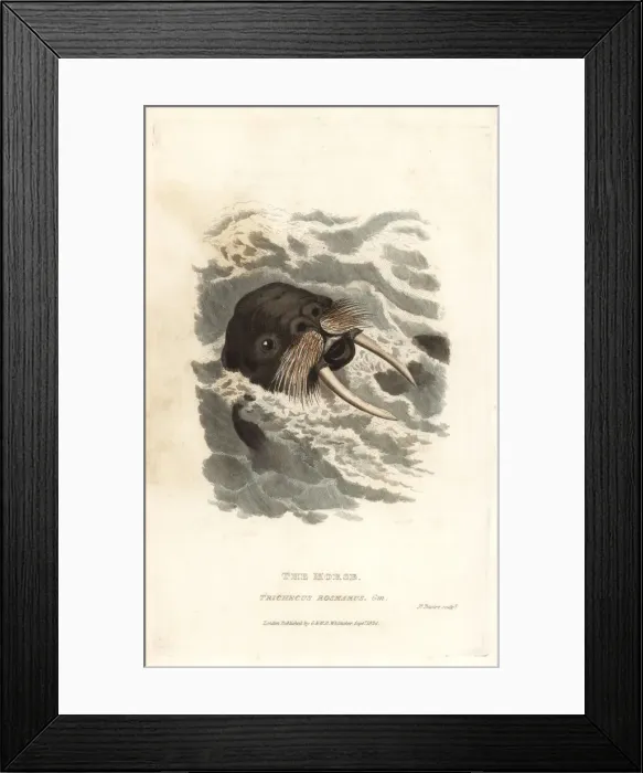 Framed Print : Walrus, Odobenus rosmarus Framed Print : Walrus, Odobenus rosmarus