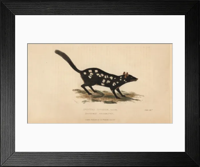 Framed Print : Eastern quoll or spotted opossum, Dasyrus Framed Print : Eastern quoll or spotted opossum, Dasyrus