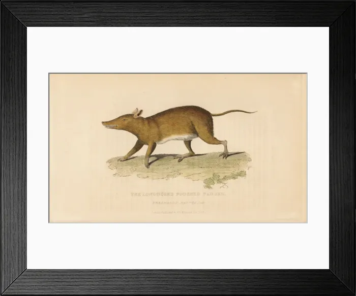 Framed Print : Long-nosed bandicoot, Perameles nasuta Framed Print : Long-nosed bandicoot, Perameles nasuta