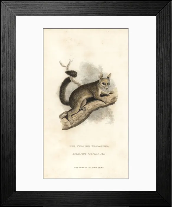 Framed Print : Common brushtail possum, Trichosurus vulpecula Framed Print : Common brushtail possum, Trichosurus vulpecula