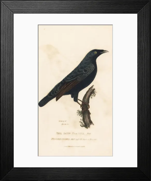 Framed Print : Satin bowerbird, Ptilonorhynchus violaceus Framed Print : Satin bowerbird, Ptilonorhynchus violaceus